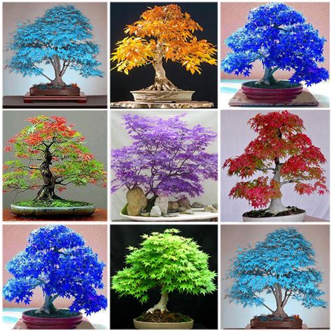 blue japanese maple bonsai|japanese maple bonsai tree care.